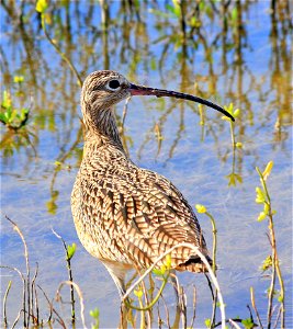 These birds are usually easy to find in winter toward the end of Bayside Drive at Laguna Atascosa NWR in Texas photo