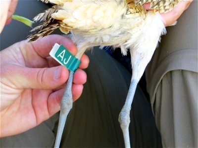Individually-marked aluminum bands harmlessly identify birds. AJ was captured during the 2014 study on the National Elk Refuge, making her the only long-billed curlew in Wyoming with a satellite trans photo