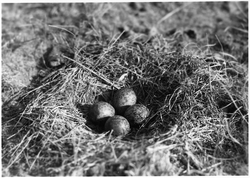 Curlew and nest with four eggs. Valentine NWR, Nebraska