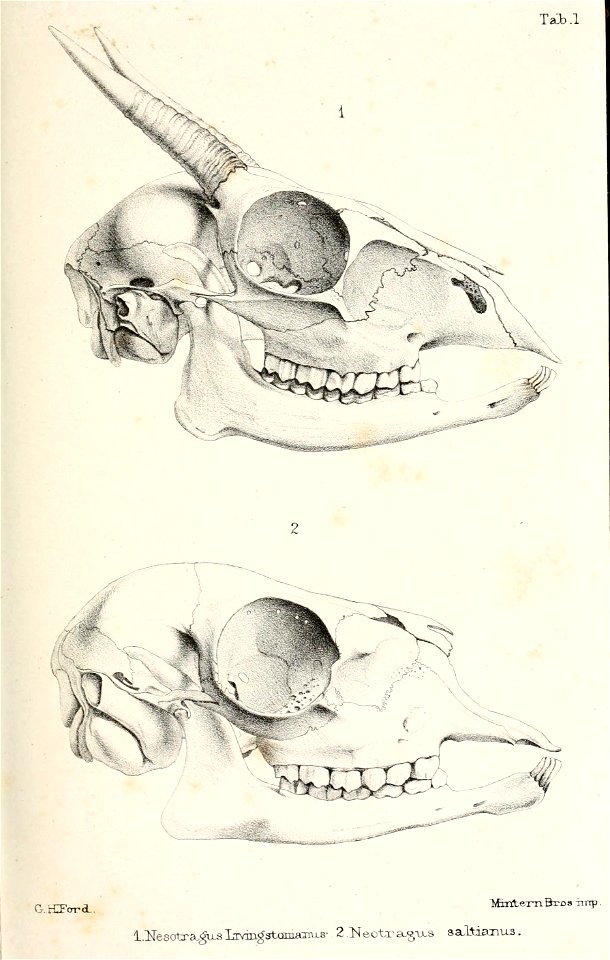 Catalogue of ruminant Mammalia (Pecora, Linnaeus) in the British Museum /  by John Edward Gray.
