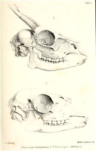 Catalogue of ruminant Mammalia (Pecora, Linnaeus) in the British Museum /  by John Edward Gray.