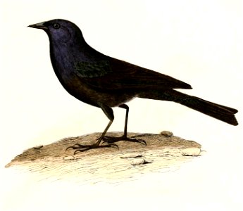English:  « Icterus maxillaris » = Molothrus bonariensis (Shiny Cowbird)Français :  « Icterus maxillaris » = Molothrus bonariensis (Vacher luisant)