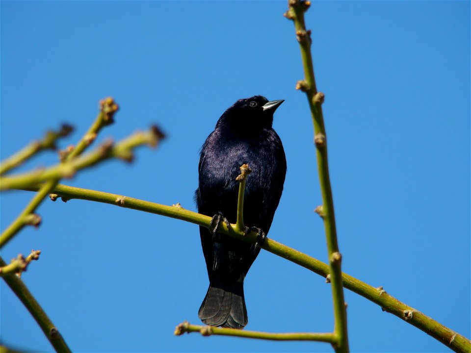 Molothrus bonariensis