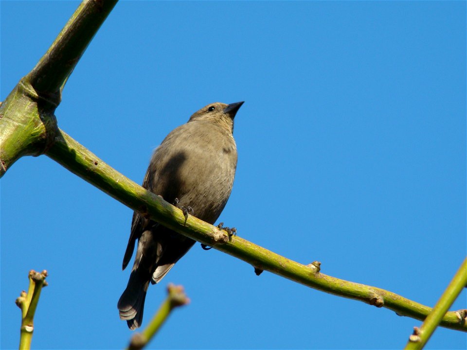 Molothrus bonariensis - hembra