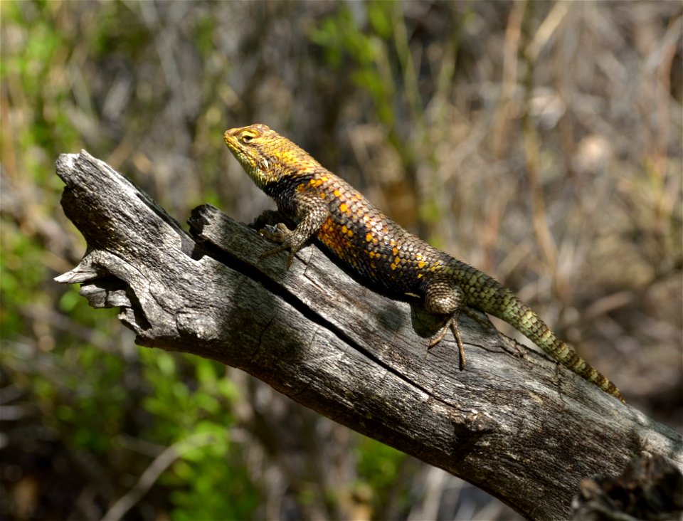 Photo taken in a riparian area, where the Tonto Trail crosses Pipe Creek. The desert spiny lizard is a large, stocky lizard found throughout the inner canyon with a body length of around 6 inches/ 150