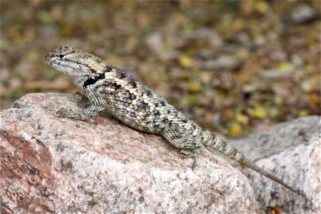 Twin-spotted Spiny Lizard (Sceloporus magister) in Phoenix, Arizona
