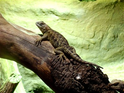 ZOO Brno; Leguánek ostnitý (Sceloporus magister)