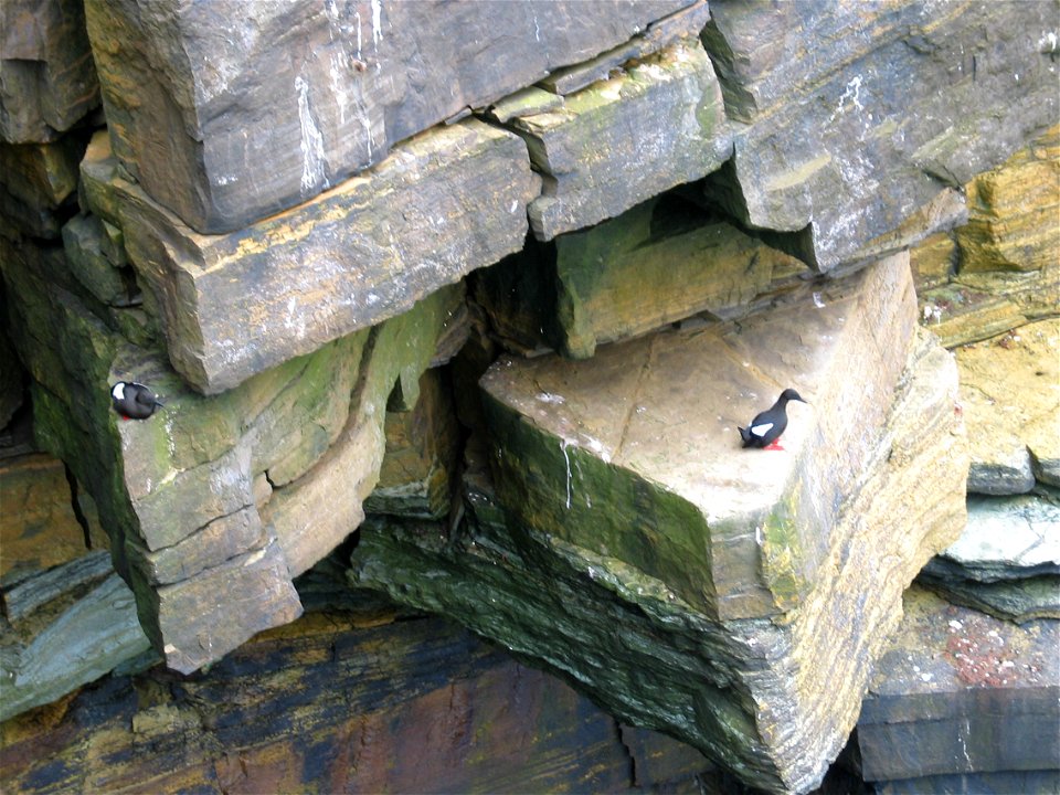 Black guillemots on Yesnaby Cliffs, Orkney, Scotland