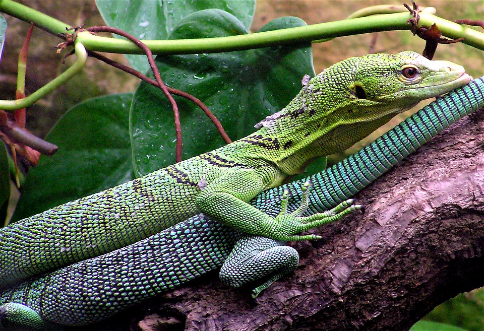 Green tree monitor lizard Varanus prasinus at Bristol Zoo, Bristol, England. There are two here, head to tail.

Photographed by Adrian Pingstone in September 2005 and released to the public domain.