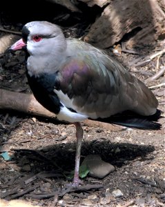 Southern Lapwing Vanellus chilensis at the Cotswold Wildlife Park, Oxfordshire, England.