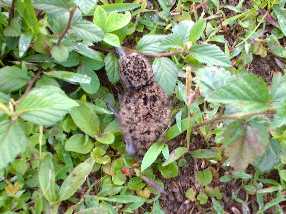 Filhote de Vanellus chilensis (Quero-quero)