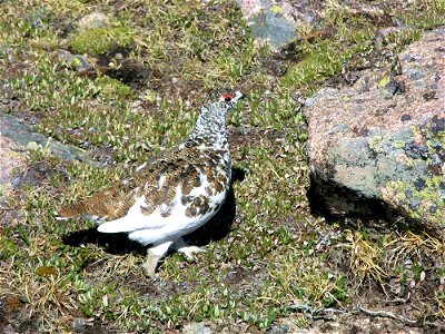 Early summer Ptarmigans in Rocky Mountain National Park. NPS/Marianne Tucker