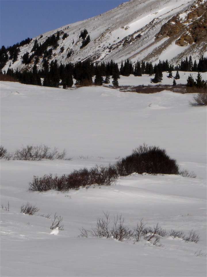 Male and female white-tailed ptarmigan share similar body size, shape, and winter plumage, with adult body lengths up to 13.4 inches (34 centimeters) and body masses up to 0.9 pound (425 grams). Both 