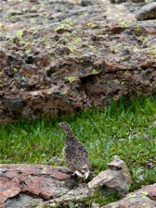 The scenic quality of the Handies Peak Wilderness Study Area in Colorado is outstanding due to the interaction of mountainous landforms; multi-colored rock strata; diverse vegetation; and vast, open v photo