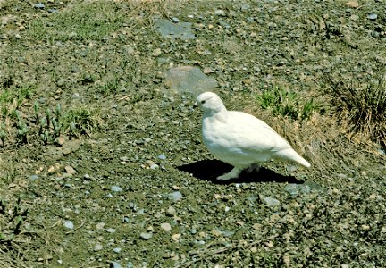 ptarmigan