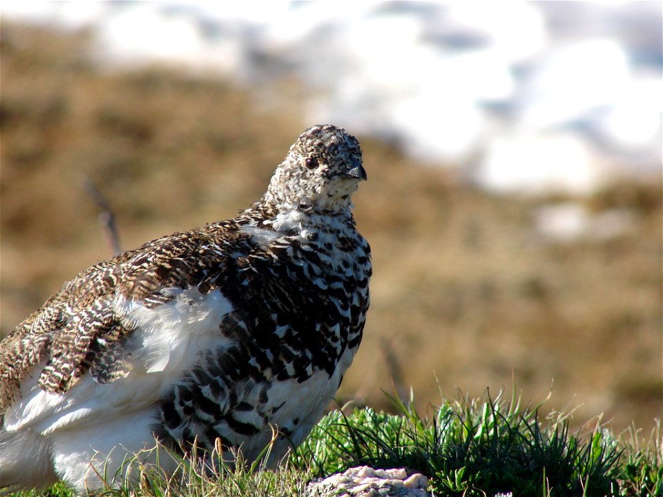 Male and female white-tailed ptarmigan share similar body size, shape, and winter plumage, with adult body lengths up to 13.4 inches (34 centimeters) and body masses up to 0.9 pound (425 grams). Both 