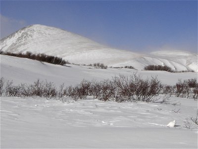 Male and female white-tailed ptarmigan share similar body size, shape, and winter plumage, with adult body lengths up to 13.4 inches (34 centimeters) and body masses up to 0.9 pound (425 grams). Both 
