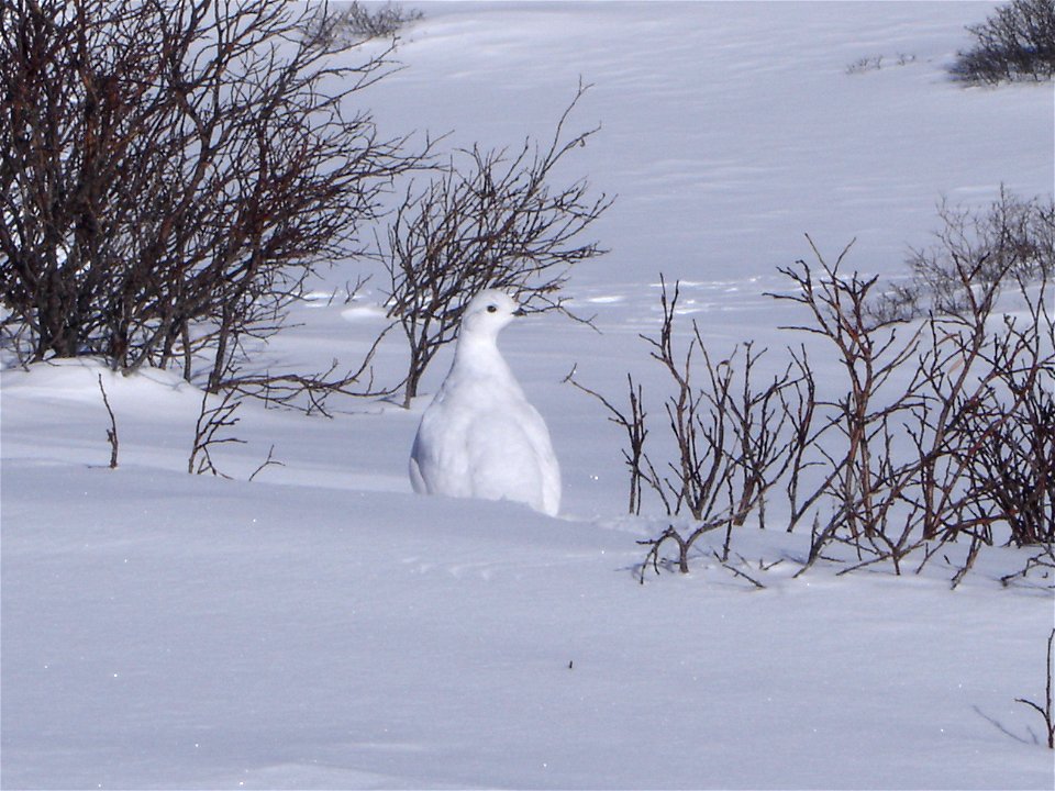 Male and female white-tailed ptarmigan share similar body size, shape, and winter plumage, with adult body lengths up to 13.4 inches (34 centimeters) and body masses up to 0.9 pound (425 grams). Both 