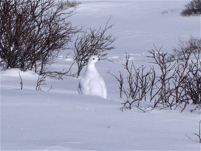 Male and female white-tailed ptarmigan share similar body size, shape, and winter plumage, with adult body lengths up to 13.4 inches (34 centimeters) and body masses up to 0.9 pound (425 grams). Both 