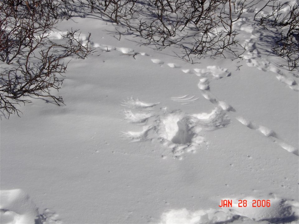 Male and female white-tailed ptarmigan share similar body size, shape, and winter plumage, with adult body lengths up to 13.4 inches (34 centimeters) and body masses up to 0.9 pound (425 grams). Both 