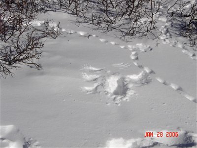 Male and female white-tailed ptarmigan share similar body size, shape, and winter plumage, with adult body lengths up to 13.4 inches (34 centimeters) and body masses up to 0.9 pound (425 grams). Both 