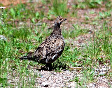 Dendragapus obscurus, Alamo Boundary Trail, Bandelier National Monument, New Mexico, USA. photo