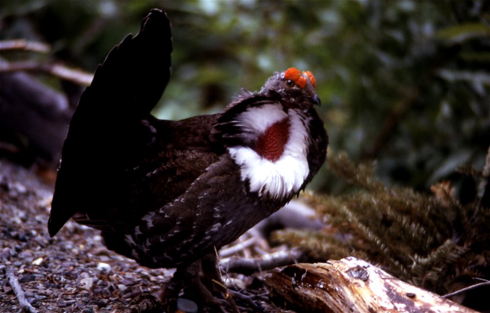 Dendragapus obscurus USNPS