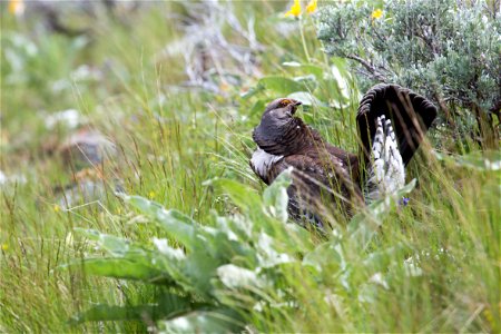 Male Dusky grouse in display