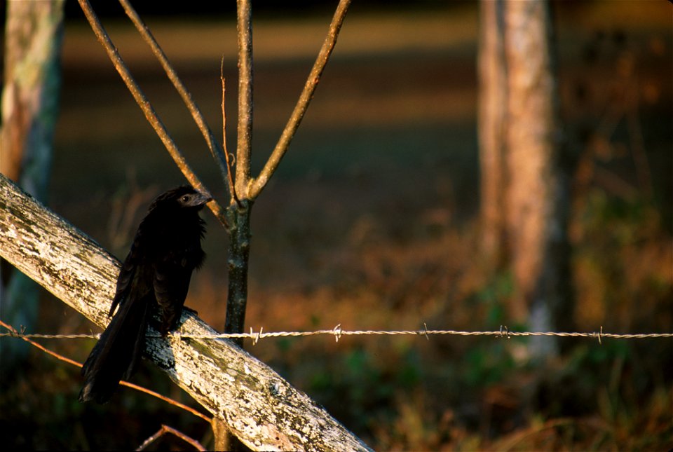 Crotophaga sulcirostris NBII