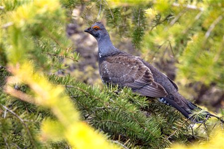 Dusky Grouse (Dendragapus obscurus) perched in a tree photo