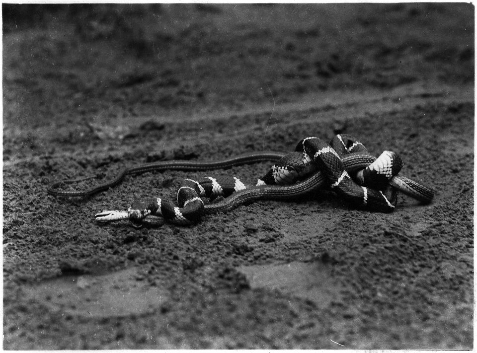 King Snake killing and swallowing a Striped Racer.