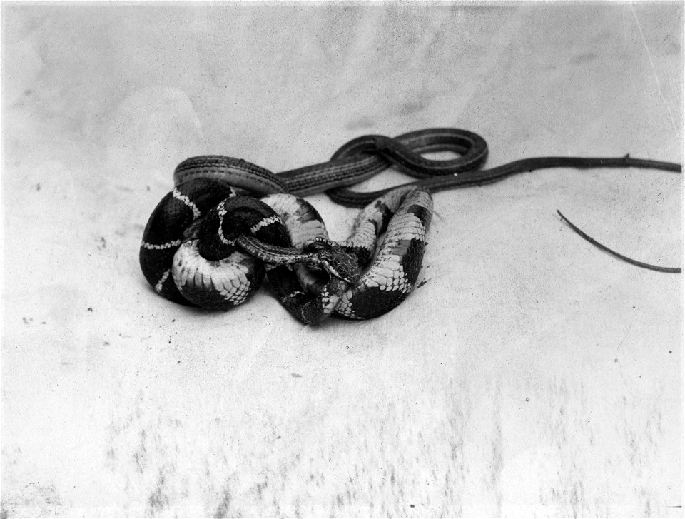 King Snake killing and swallowing a Striped Racer.