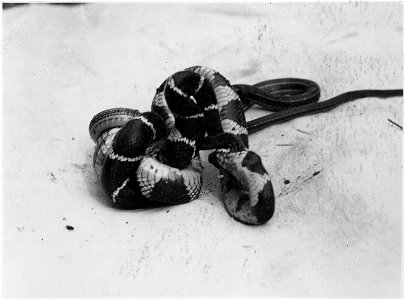 King Snake killing and swallowing a Striped Racer.