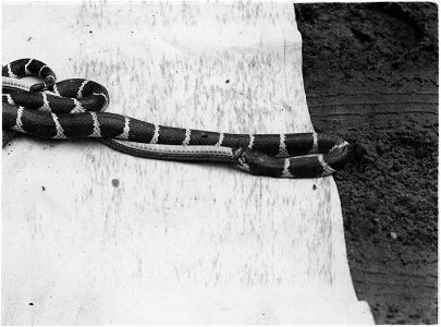 King Snake killing and swallowing a Striped Racer.