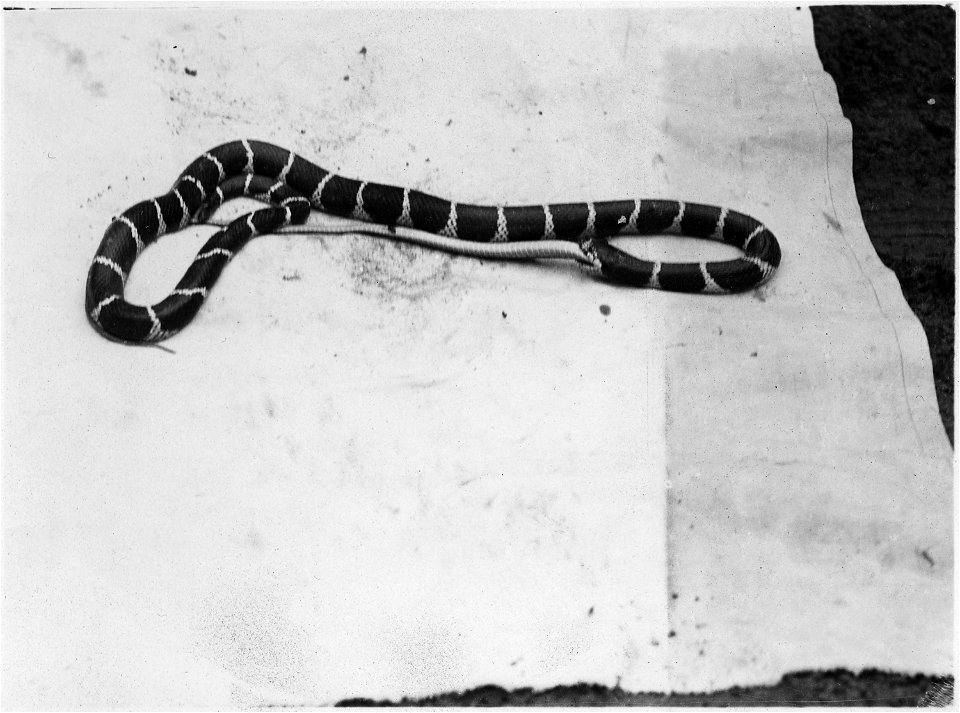 King Snake killing and swallowing a Striped Racer.