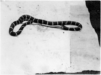 King Snake killing and swallowing a Striped Racer.