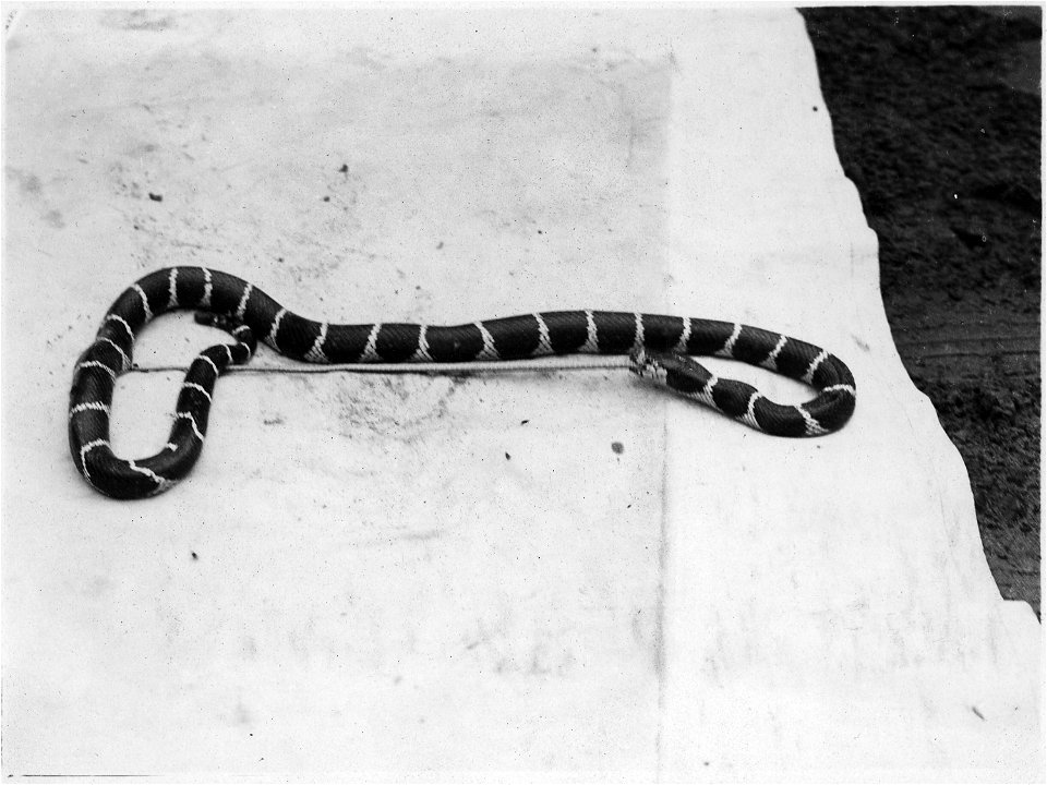 King Snake killing and swallowing a Striped Racer.