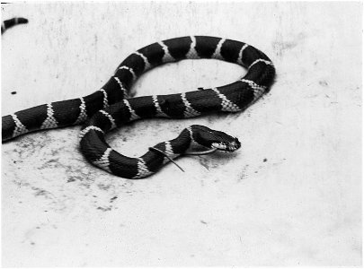 King Snake killing and swallowing a Striped Racer.
