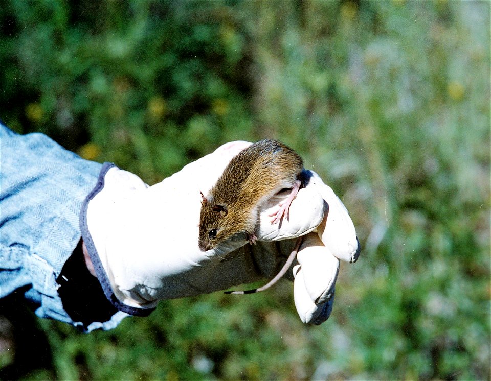 Prebles's Meadow Jumping Mouse is a Rare Species Limited to Front Range of Colorado and Wyoming.  Proposed for Listing as Endangered Species


For more information or additional images, please contact