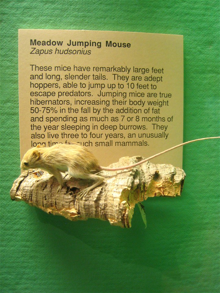 Zapus hudsonius. Exhibit Museum of Natural History, University of Michigan, 1109 Geddes Avenue, Ann Arbor, Michigan, USA.