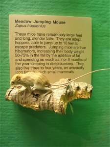 Zapus hudsonius. Exhibit Museum of Natural History, University of Michigan, 1109 Geddes Avenue, Ann Arbor, Michigan, USA.