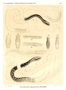 Fig. 1 Pseudalsophis dorsalis (=Dromicus chamissonis var. dorsalis). 1a. top view of the head, 1 b. side view and 1 c. bottom view of the head.
Fig. 2. Pseudalsophis biserialis  (= Dromicus chamissoni