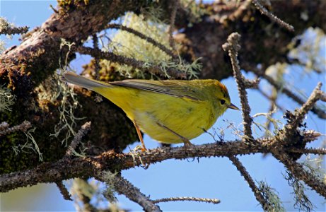 Orange-crowned Warbler

You are free to use this image with the following photo credit: Peter Pearsall/U.S. Fish and Wildlife Service