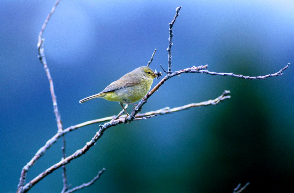 Orange-crowned warbler photographed on Kodiak Island