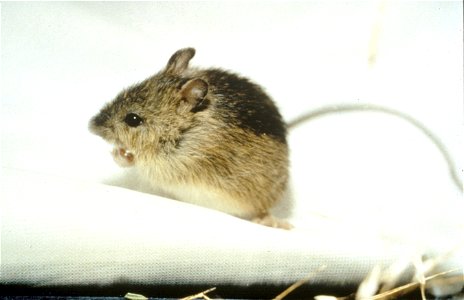 Prebles Meadow Jumping Mouse (Zapus hudsonius preblei) photo