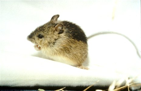 Prebles Meadow Jumping Mouse (Zapus hudsonius preblei)