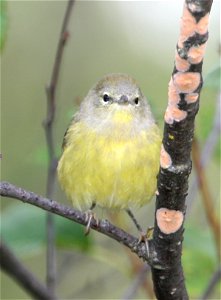Orange-crowned Warbler, subspecies Vermivora celata celata
