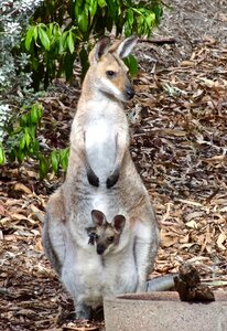 Wallaby marsupial wildlife photo