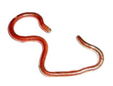 Texas blind snake on a piece of white copy paper.