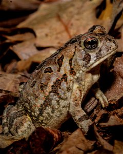 Fowler's toad photographed at Edwin B. Forsythe National Wildlife Refuge.


Credit: Don Freiday/USFWS